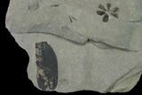 Fossil Flora (Macroneuropteris? & Annularia) Plate - Kentucky #138532-4